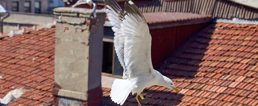 Residential Chimney Animal Removal Solution in Fairland, MD